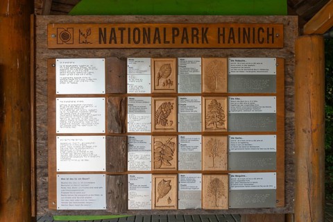 UNESCO World Heritage Site and Hainich National Park, explanations of the leaves and fruits of the