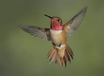 Rufous Hummingbird (Selasphorus rufus) male, British Columbia, Canada