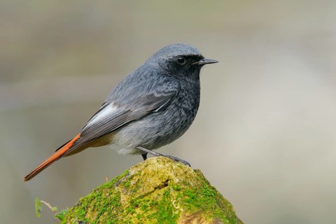 Black Redstart (Phoenicurus ochruros) male, Abruzzo, Italy