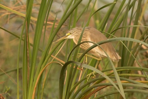 Squacco Heron (Ardeola ralloides), Gambia