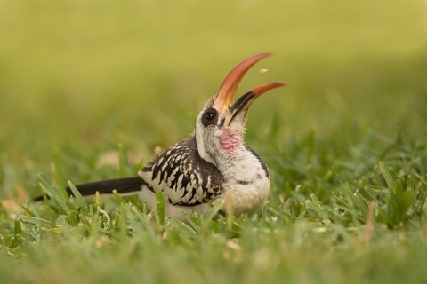 Western Red-billed Hornbill (Tockus kempi) eating peanut, Gambia