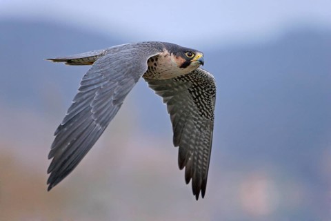 Wanderfalke: lat. Falco peregrinus; im Aktivflug von der Seite