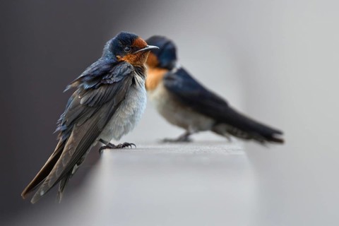 Pacific Swallow (Hirundo tahitica), Langkawi, Malaysia