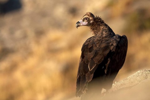 Cinereous Vulture (Aegypius monachus), Madrid, Spain