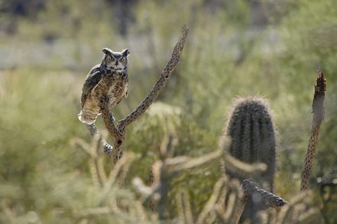 Great Horned Owl (Bubo virginianus), Arizona, USA