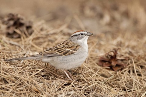 Chipping Sparrow (Spizella passerina), Michigan, USA