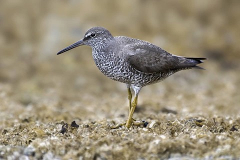 Wandering Tattler (Tringa incana), British Columbia, Canada