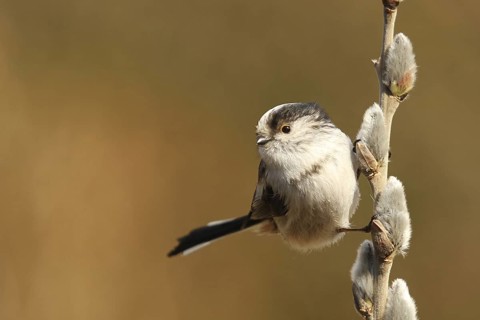 Long-tailed Tit (Aegithalos caudatus), Lower Saxony, Germany
