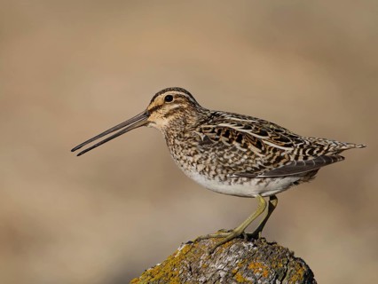 Common Snipe (Gallinago gallinago) perched on a rock, Iceland