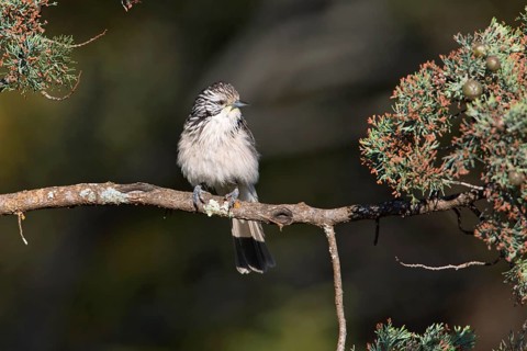 Striped Honeyeater (Plectorhyncha lanceolata), New South Wales, Australia