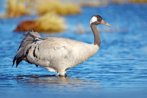 Common Crane, Grus grus, big bird in the nature habitat, Lake Hornborga, Sweden. Wildlife scene