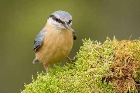Eurasian Nuthatch (Sitta europaea), over moss, Castilla Leon, Spain