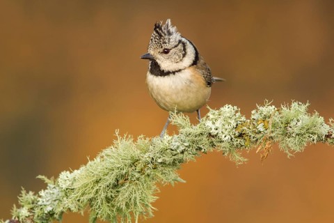 European Crested Tit (Lophophanes cristatus), perched on a branch, Galicia, Spain