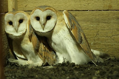 Western Barn Owl (Tyto alba) chicks, Lower Saxony, Germany