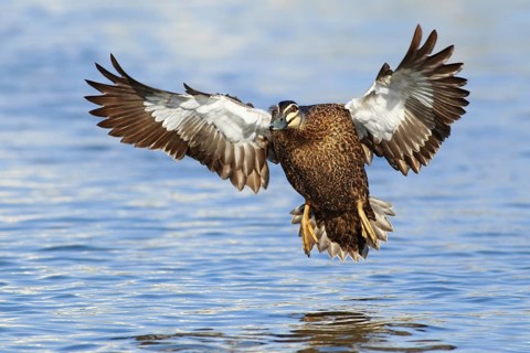 Pacific Black Duck (Anas superciliosa) flying, Victoria, Australia