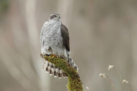 Northern Goshawk (Accipiter gentilis) female, Baden-Wuerttemberg, Germany