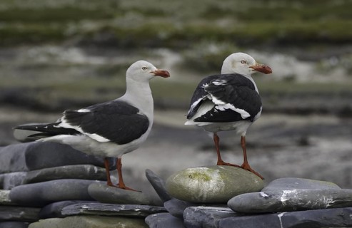 Dolphin Gull (Leucophaeus scoresbii), Falkland Islands