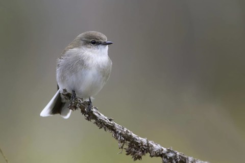 Jacky Winter (Microeca fascinans), Victoria, Australia