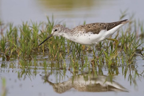 Marsh Sandpiper (Tringa stagnatilis), Cyprus