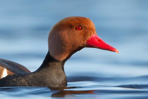 Red-crested Pochard (Netta rufina) male, Utrecht, Netherlands