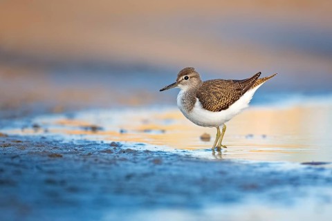 Wood Sandpiper (Tringa glareola) foraging, Lake Neusiedl, Austria