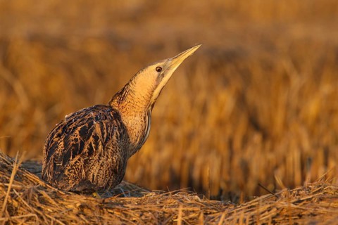 Eurasian Bittern (Botaurus stellaris), Lisbon, Portugal