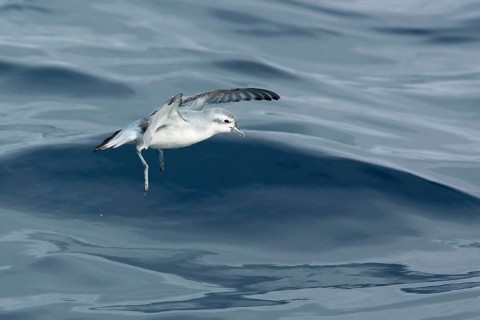Fairy Prion (Pachyptila turtur) flying, Victoria, Australia