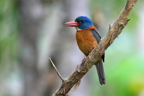 Green-backed Kingfisher (Actenoides monachus) male perched on a branch, Sulawesi Utara, Indonesia