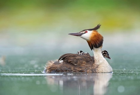 Great Crested Grebe (Podiceps cristatus) with chick, Piedmont, Italy
