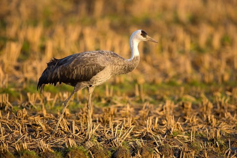 Hooded Crane (Grus monacha) on field, Arasaki, Japan
