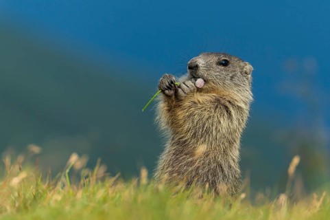 Alpine Marmot (Marmota marmota) juvenile foraging, High Tauern National Park, Carinthia, Austria