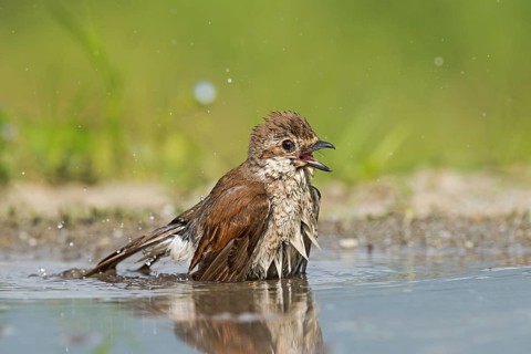 Red-backed Shrike (Lanius collurio) female bathing, Aosta Valley, Italy