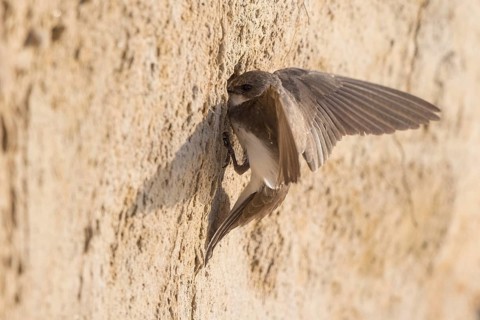 Sand Martin (Riparia riparia) building nest hole, North Rhine-Westphalia, Germany