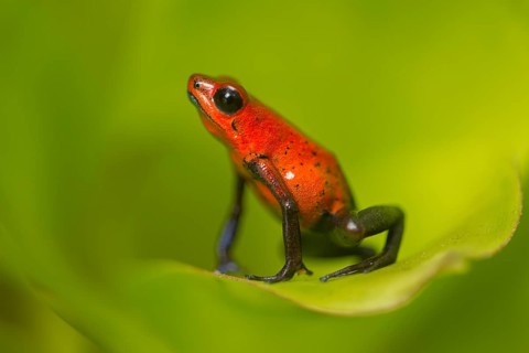 Strawberry poison frog (Oophaga pumilio), Costa Rica