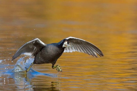 American Coot Fulica americana Gilbert Water Ranch, Gilbert, Arizona, United States 17 January