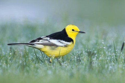 Citrine Wagtail - Zitronenstelze - Motacilla citreola ssp. calcarata, Kyrgyzstan, adult male