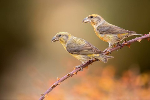 Red Crossbill (Loxia curvirostra) pair perched on a branch, Aragon, Spain