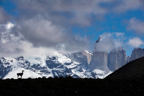 A guanaco against the famed mountains in Torres del Paine National Park, Chile