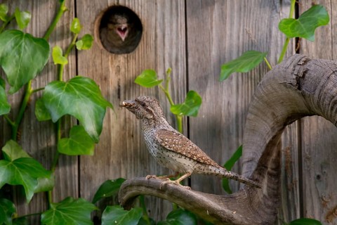Eurasian Wryneck (Jynx torquilla) at nesting box, Saxony, Germany