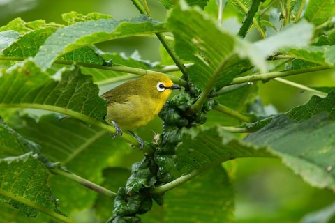 Montane White-eye (Zosterops poliogastrus) perched on a branch, Sheka, Ethiopia
