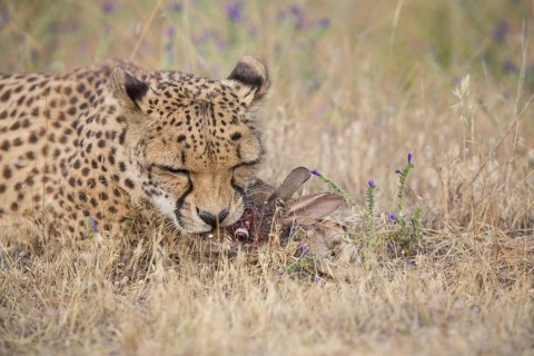Cheetah (Acinonyx jubatus) feeding on rabbit carcass, Spain