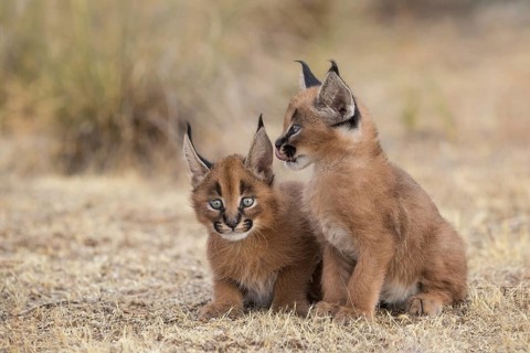 Caracal (Caracal caracal) two cubs, Castile-La Mancha, Spain