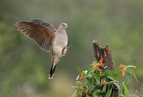 White-tipped Dove (Leptotila verreauxi) approaching a stump, Texas, USA