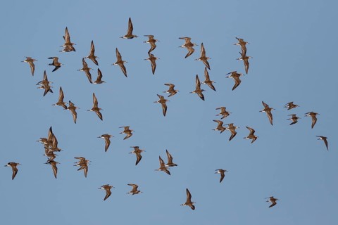 Ruff (Calidris pugnax) group flying, Lesvos, Greece