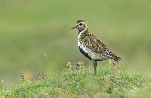 European Golden Plover (Pluvialis apricaria) male on a meadow, Iceland