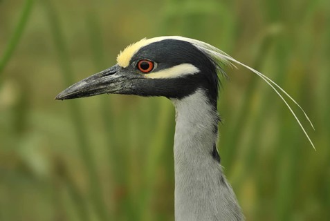 Yellow-crowned Night Heron (Nyctanassa violacea), Texas, USA