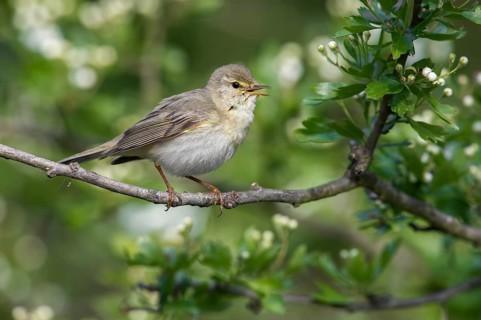 Willow Warbler (Phylloscopus trochilus) singing from a flowering branch, Poland