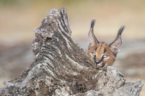 Caracal (Caracal caracal) playful cub hiding, Castile-La Mancha, Spain