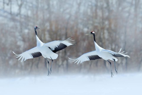 Dancing pair of Red-crowned crane with open wings, winter Hokkaido, Japan. Snowy dance in nature.