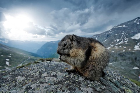 Cute fat animal Marmot, sitting on the stone with nature rock mountain habitat, Alp, Austria.